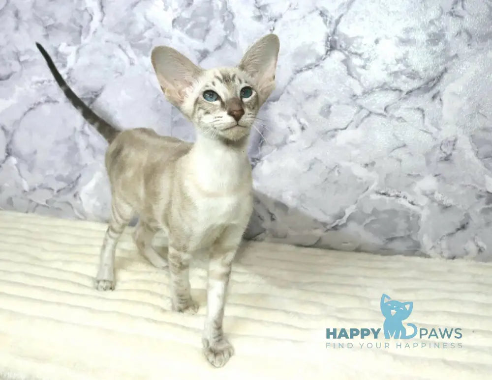 Flora Siamese female blue live animals