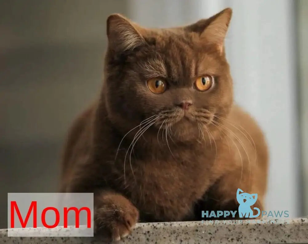 Florence British Shorthair female fawn live animals