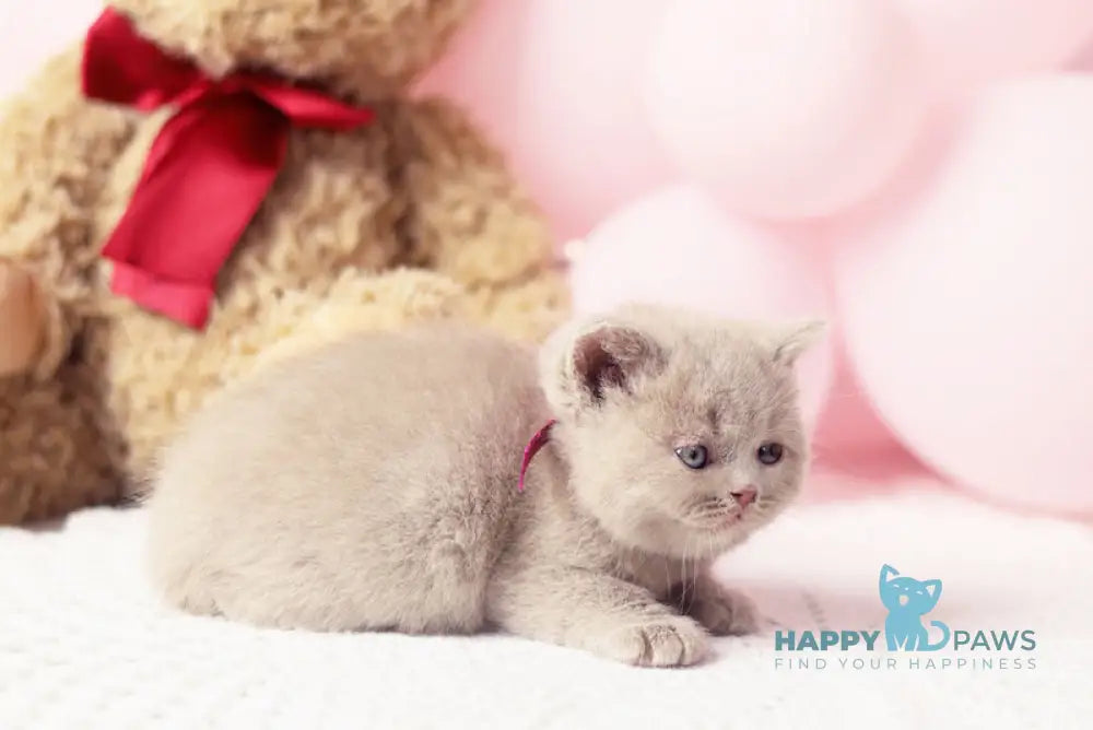 Florence British Shorthair female fawn live animals