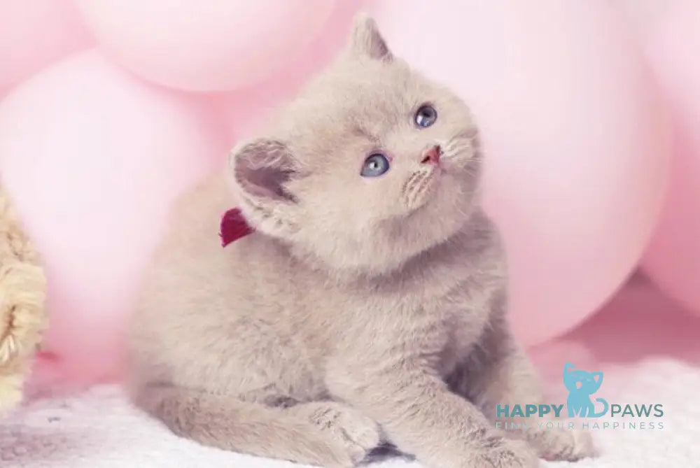 Florence British Shorthair female fawn live animals