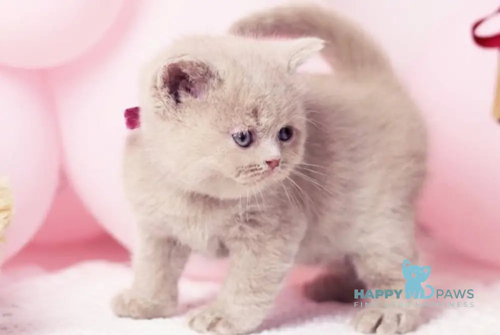 Florence British Shorthair female fawn live animals