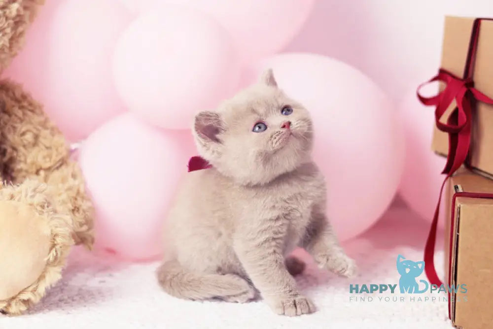 Florence British Shorthair female fawn live animals