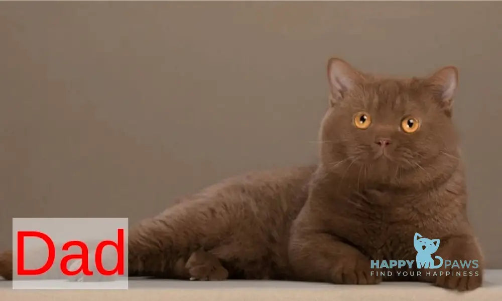 Florence British Shorthair female fawn live animals