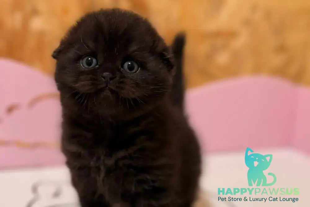 Florence Scottish Fold female black - live animals