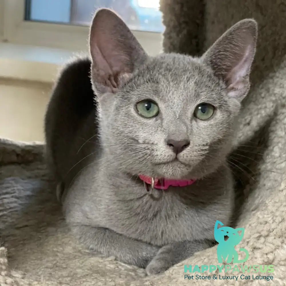 Flori Russian Blue female blue - live animals