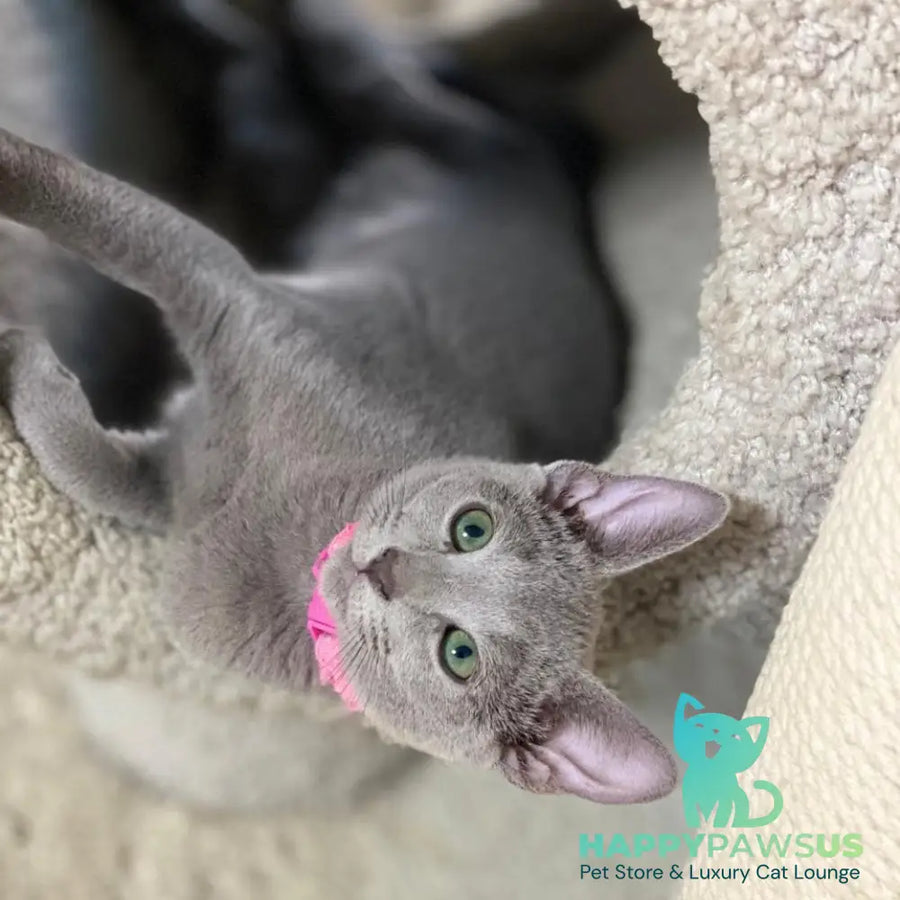 Flori Russian Blue female blue - live animals