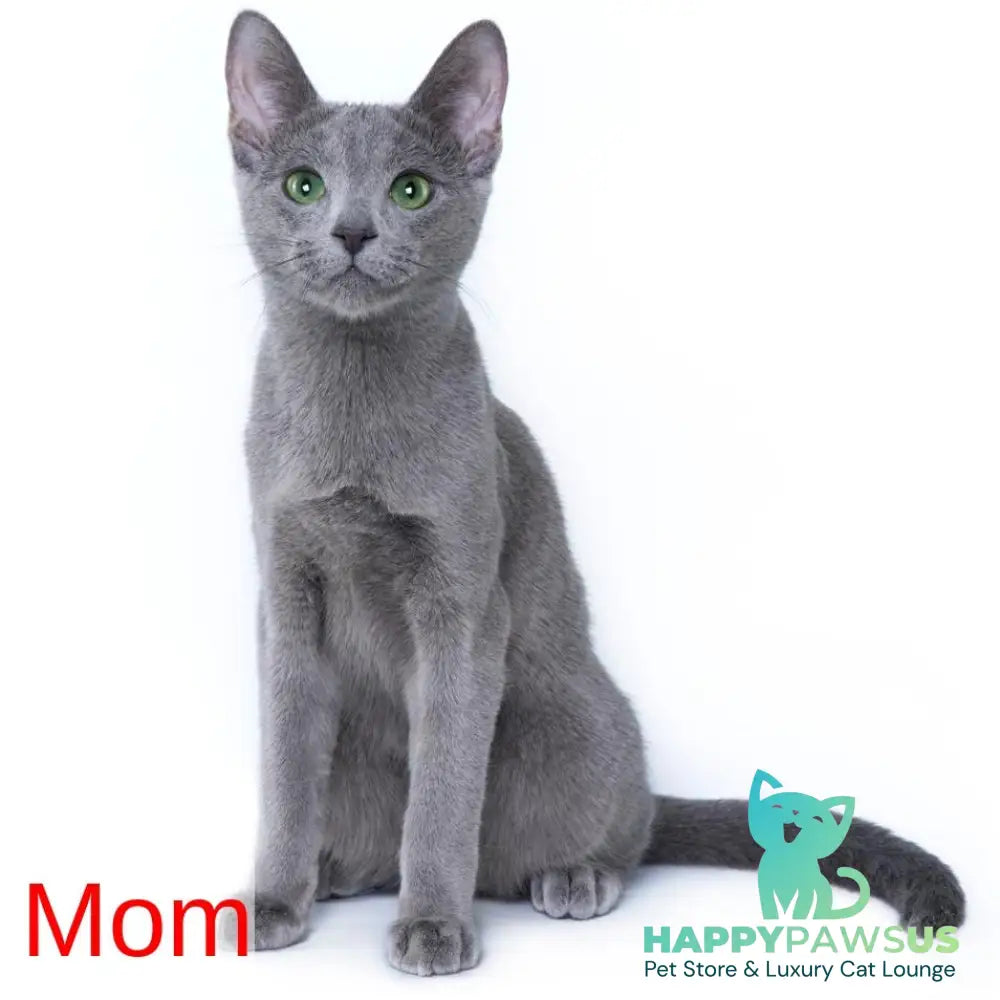 Flori Russian Blue female blue - live animals