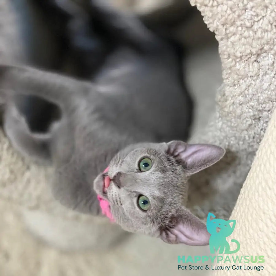 Flori Russian Blue female blue - live animals