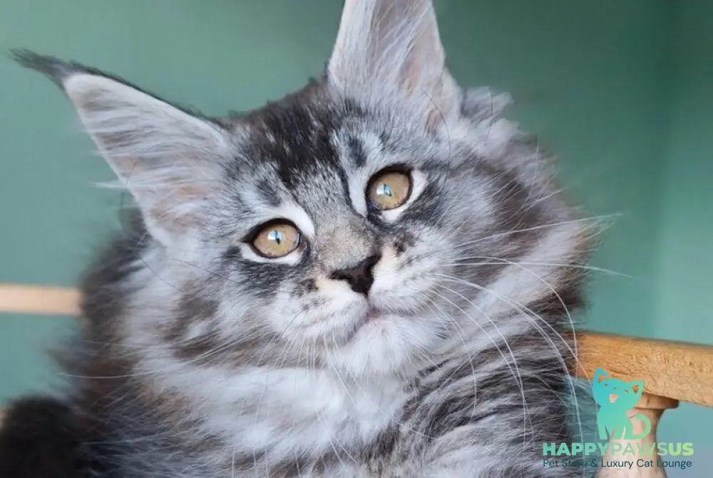 Floria Maine Coon female black silver ticked tabby - live animals