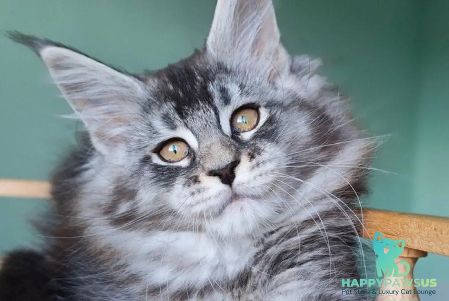 Floria Maine Coon female black silver ticked tabby - live animals