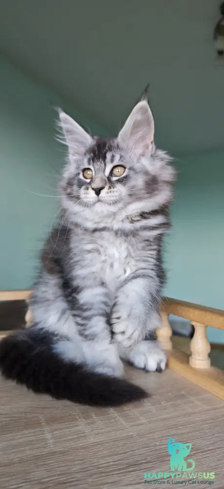 Floria Maine Coon female black silver ticked tabby - live animals