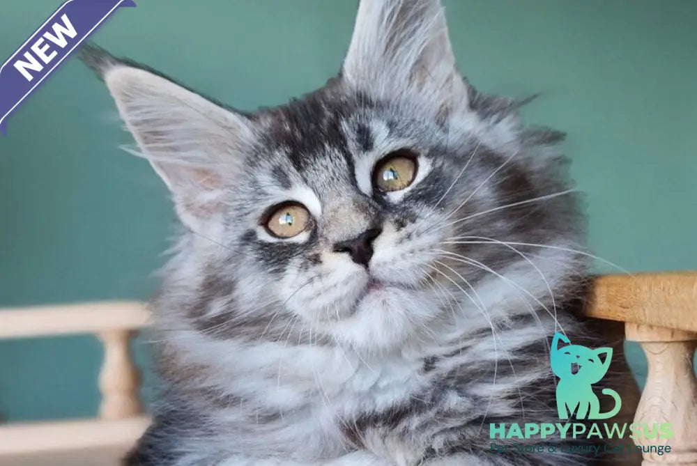 Floria Maine Coon female black silver ticked tabby - live animals