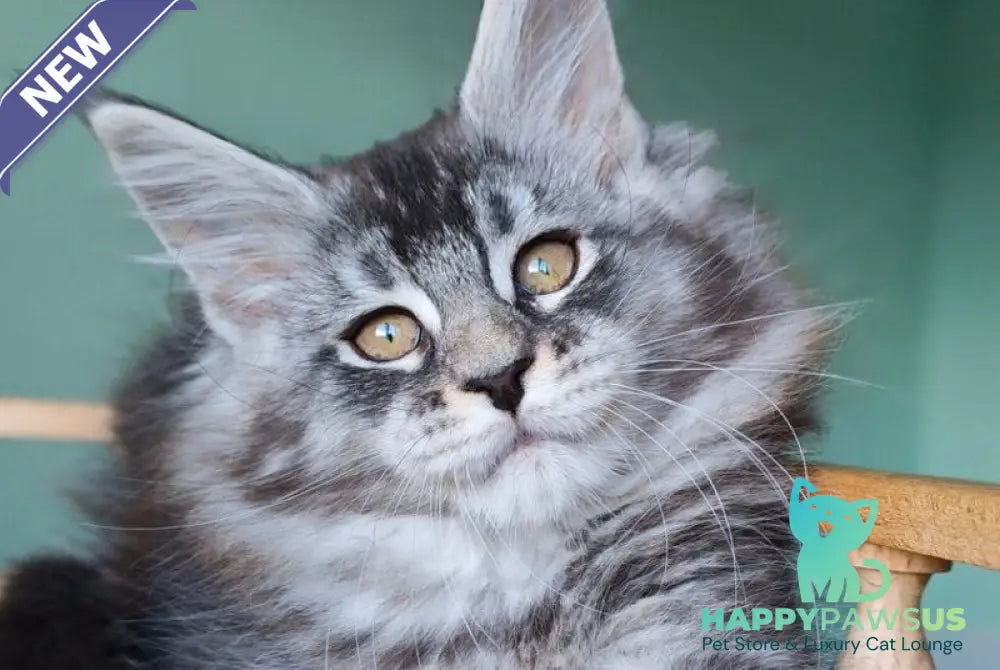 Floria Maine Coon female black silver ticked tabby - live animals