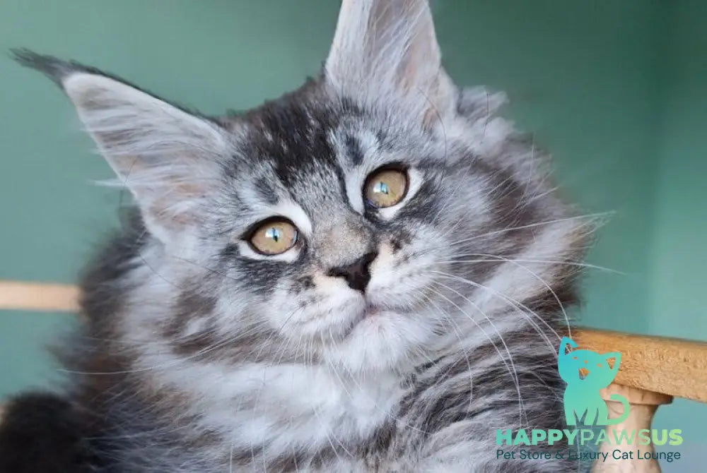Floria Maine Coon female black silver ticked tabby - live animals