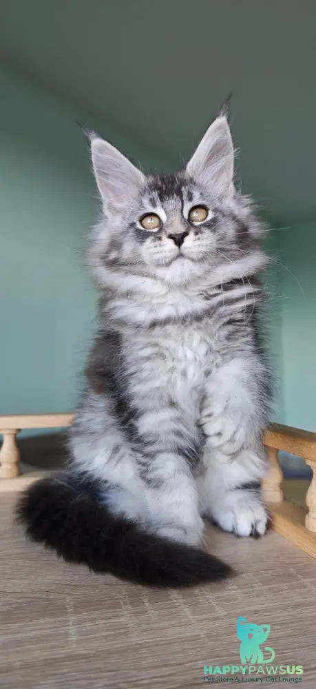 Floria Maine Coon female black silver ticked tabby - live animals