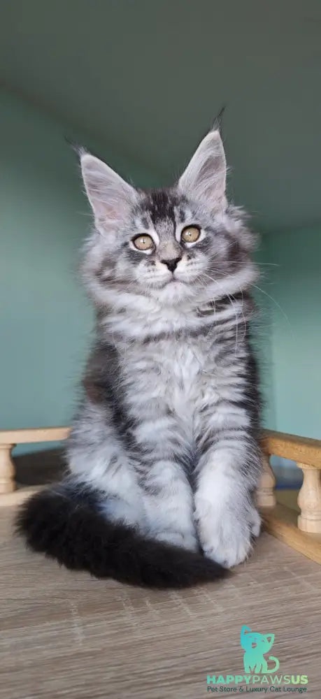 Floria Maine Coon female black silver ticked tabby - live animals