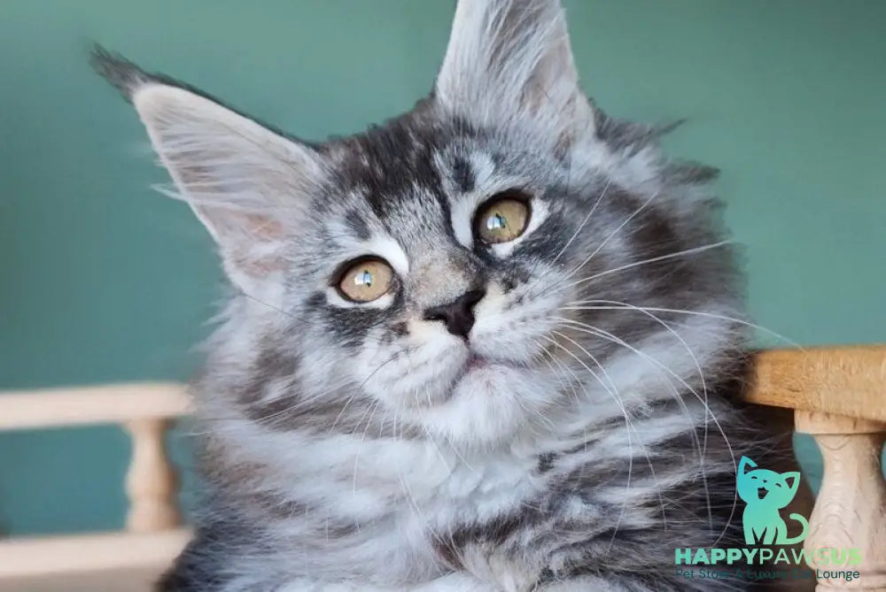 Floria Maine Coon female black silver ticked tabby - live animals