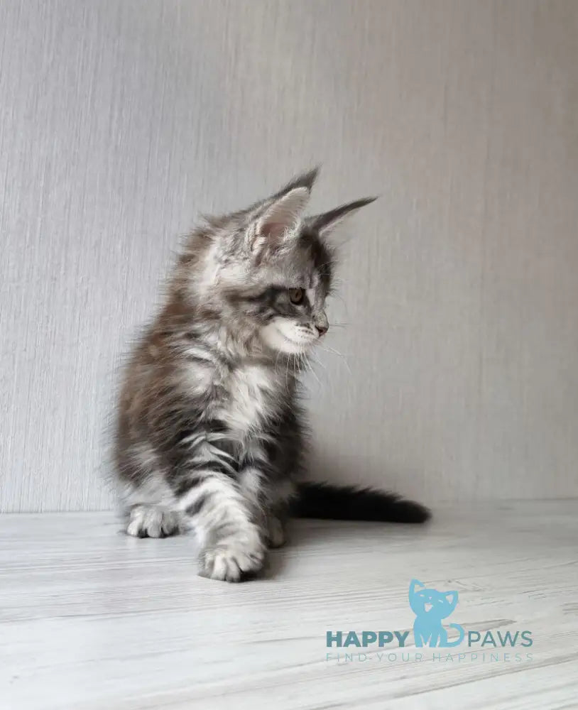 Florida Maine Coon female black silver spotted tabby live animals