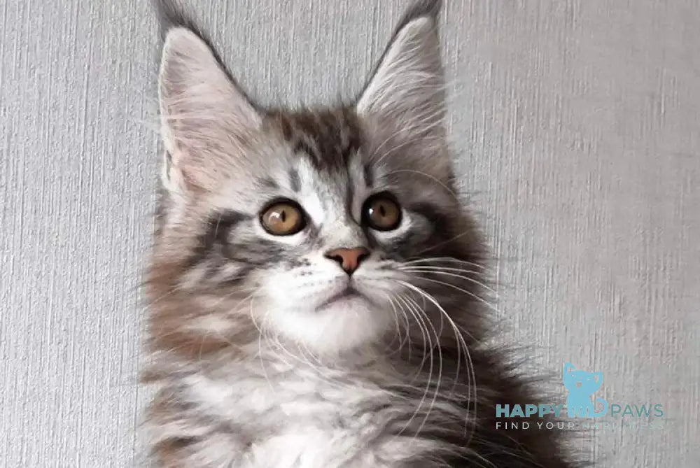 Florida Maine Coon female black silver spotted tabby live animals