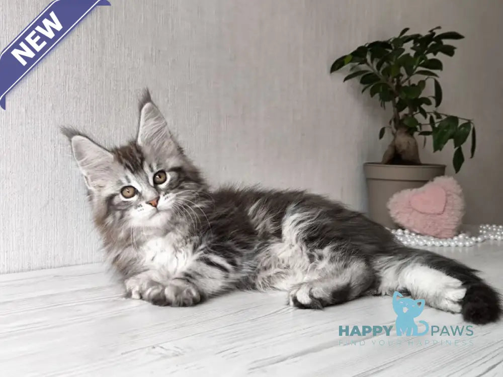 Florida Maine Coon female black silver spotted tabby live animals