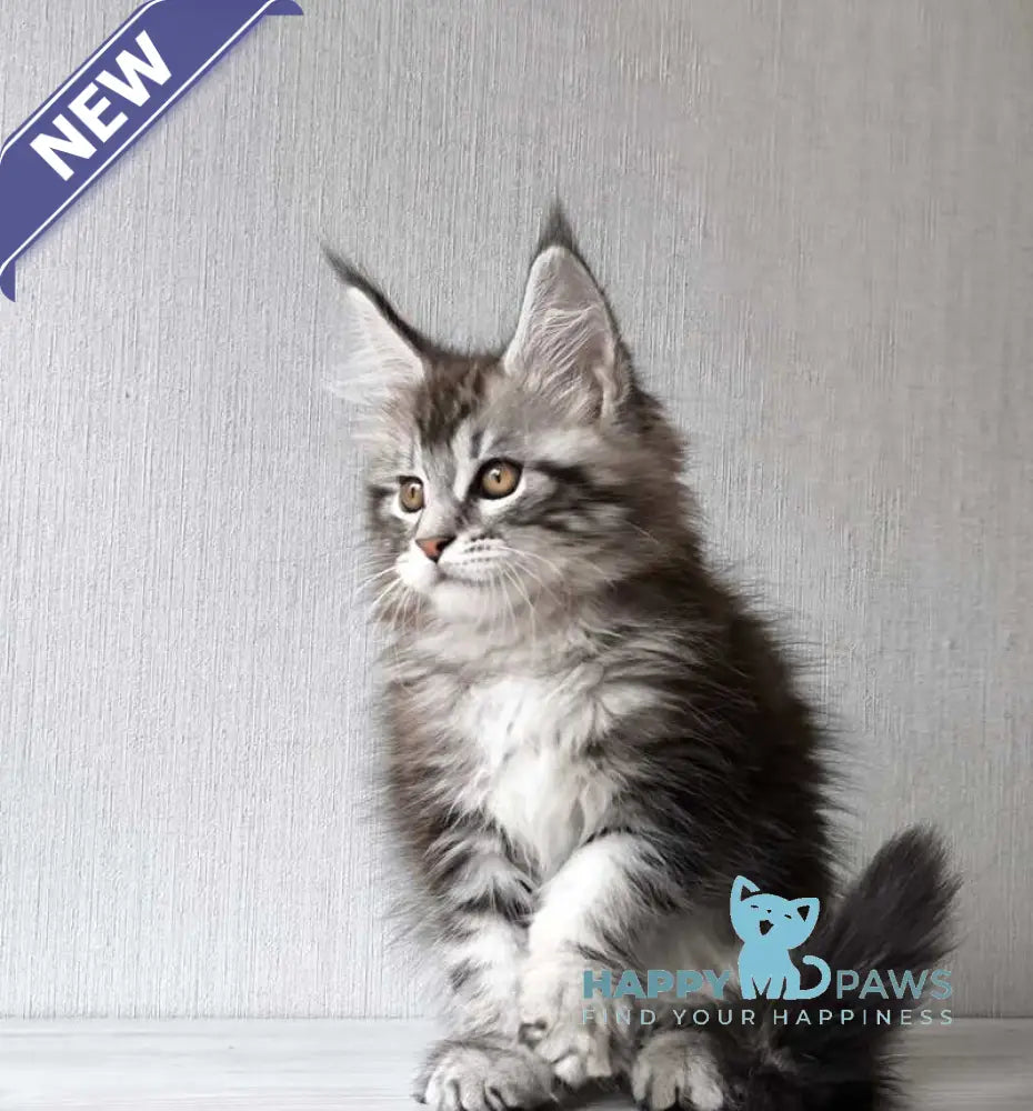 Florida Maine Coon female black silver spotted tabby live animals