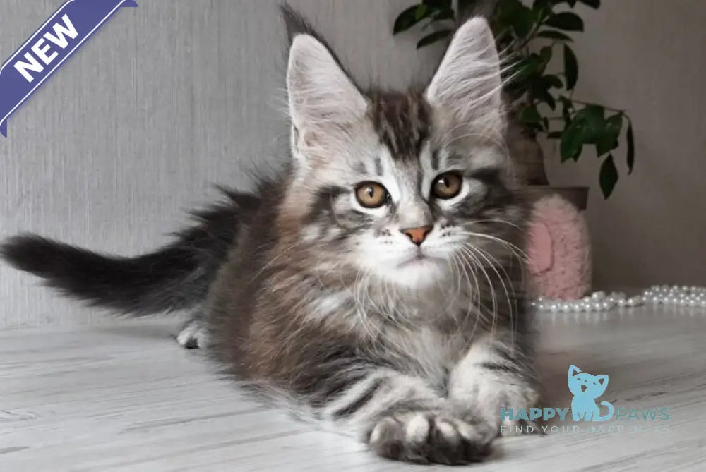 Florida Maine Coon female black silver spotted tabby live animals