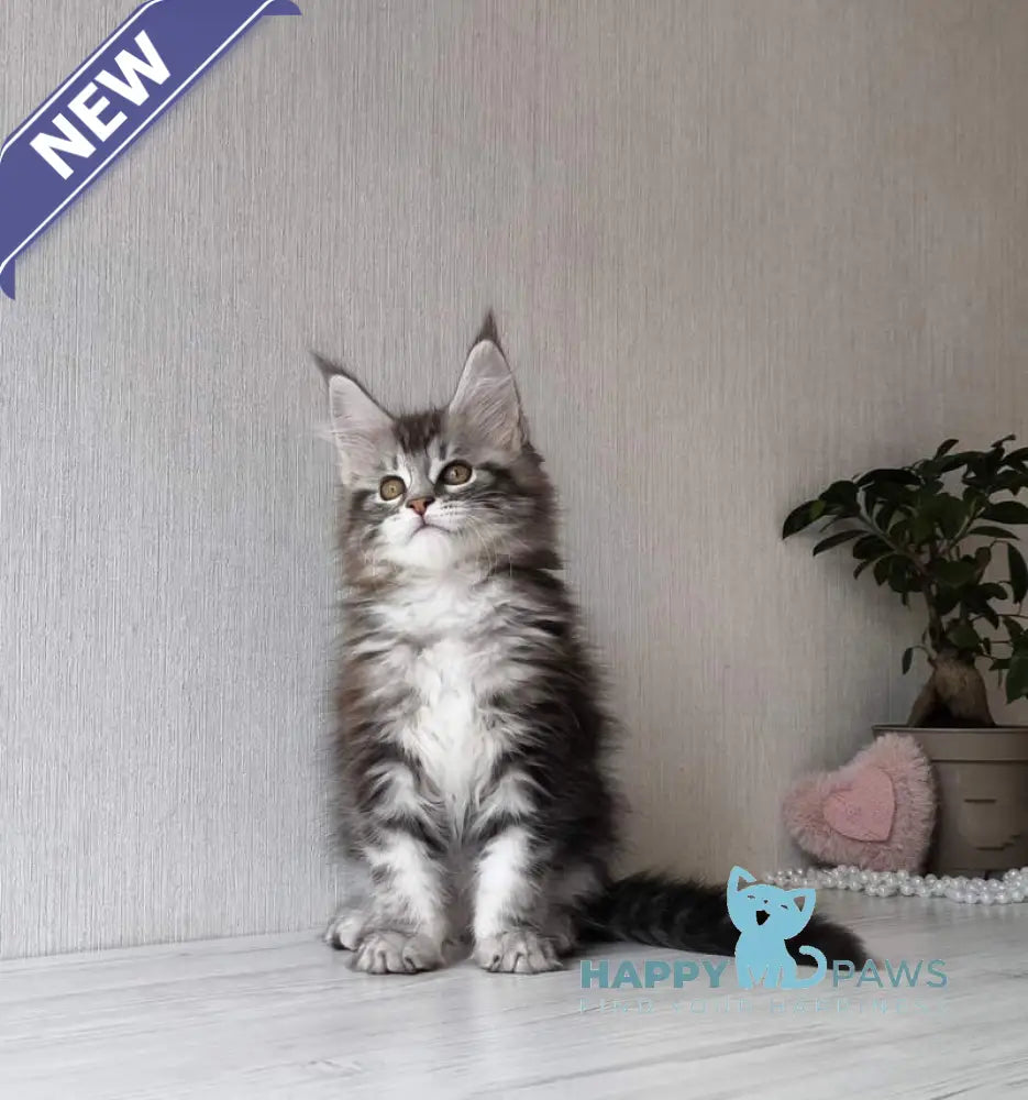 Florida Maine Coon female black silver spotted tabby live animals