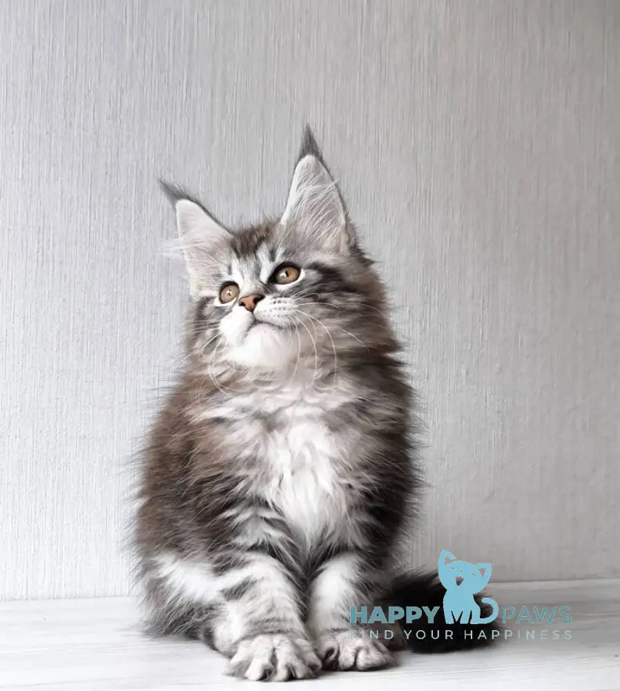 Florida Maine Coon female black silver spotted tabby live animals