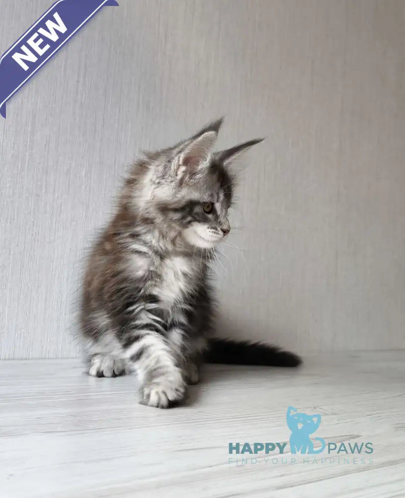 Florida Maine Coon female black silver spotted tabby live animals