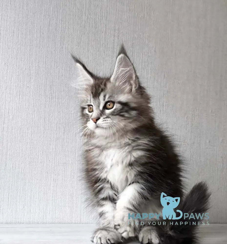 Florida Maine Coon female black silver spotted tabby live animals