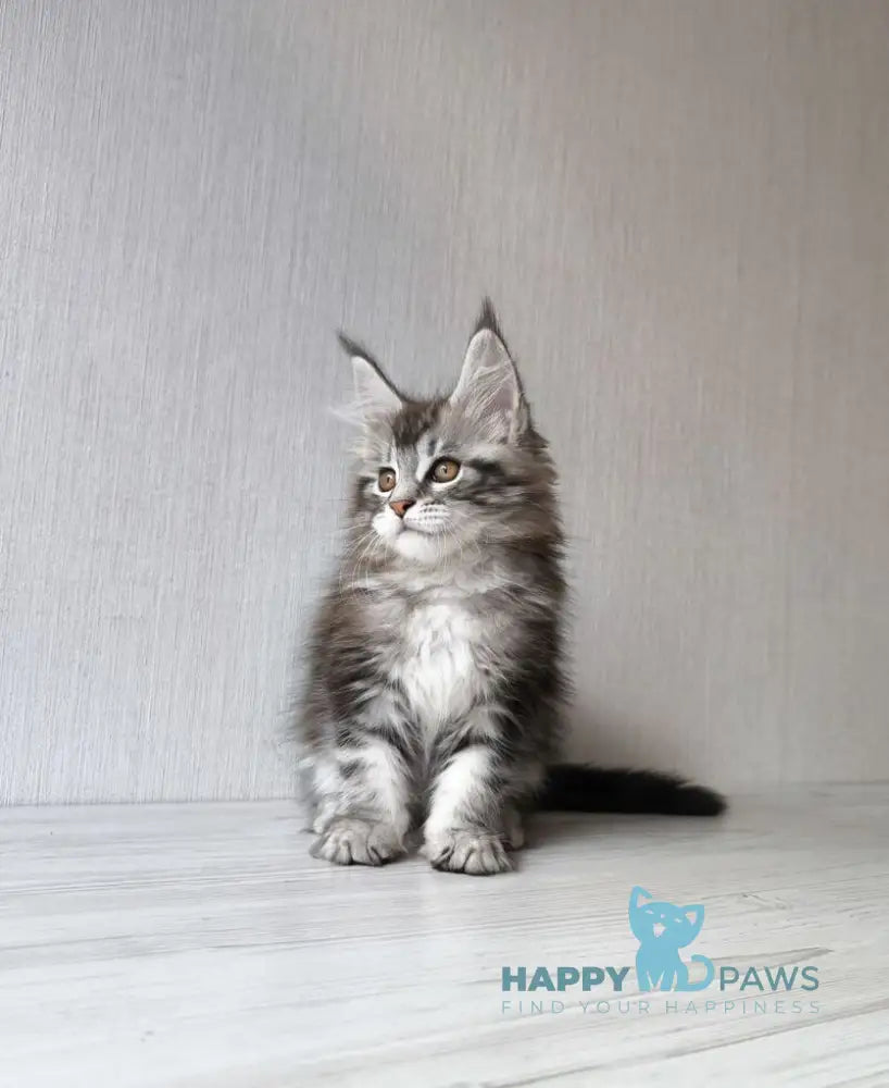 Florida Maine Coon female black silver spotted tabby live animals