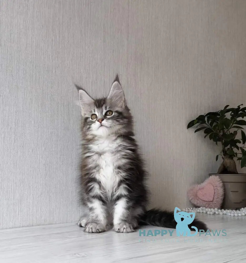 Florida Maine Coon female black silver spotted tabby live animals