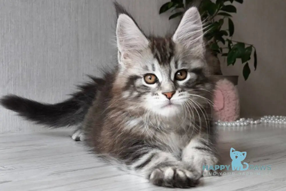 Florida Maine Coon female black silver spotted tabby live animals