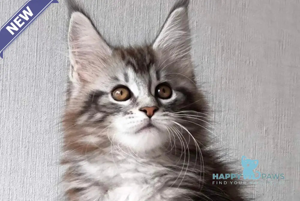 Florida Maine Coon female black silver spotted tabby live animals