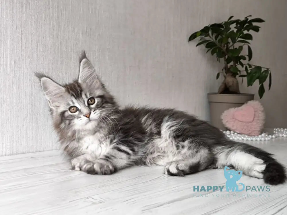 Florida Maine Coon female black silver spotted tabby live animals