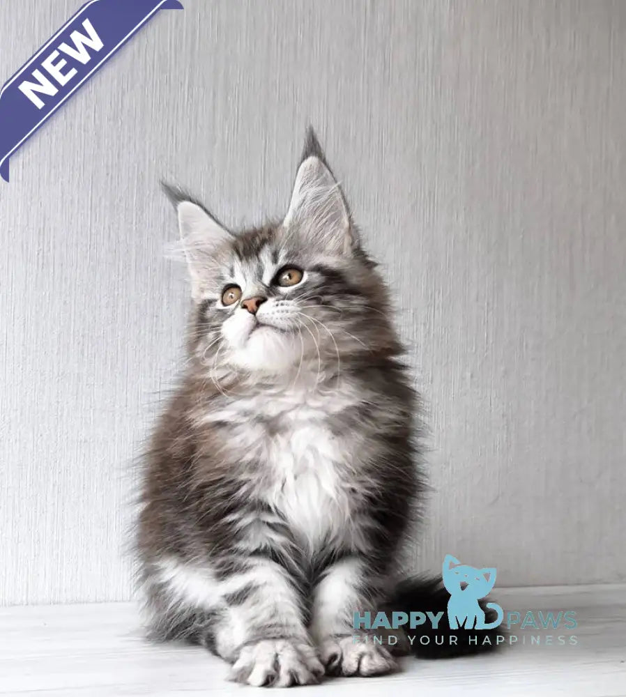 Florida Maine Coon female black silver spotted tabby live animals