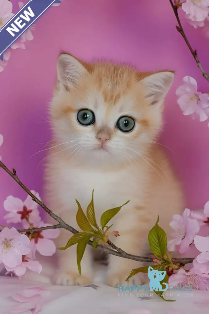 Flower Scottish Straight female black golden spotted tabby - live animals
