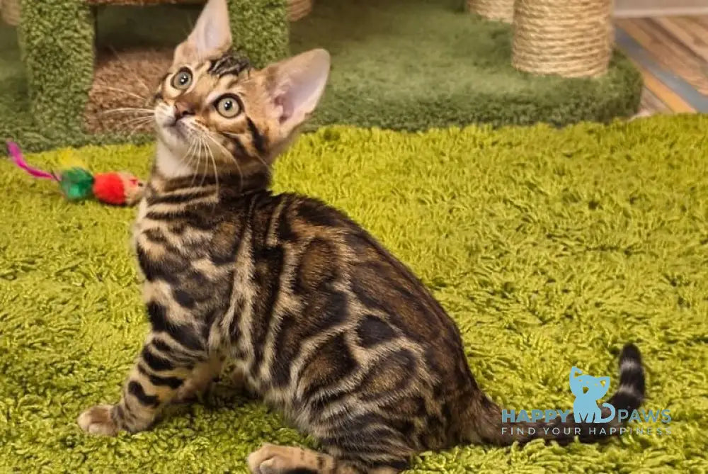 Fluffy Bengal female black spotted tabby live animals