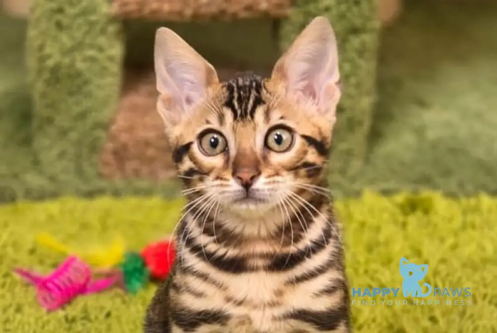 Fluffy Bengal female black spotted tabby live animals