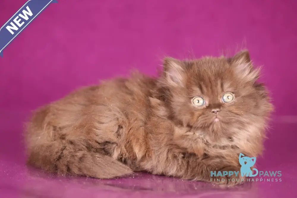 Fluffy British Longhair female chocolate live animals