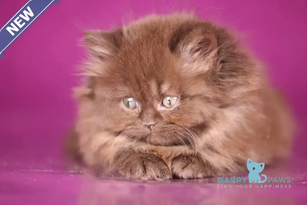Fluffy British Longhair female chocolate live animals