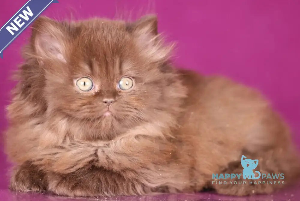Fluffy British Longhair female chocolate live animals