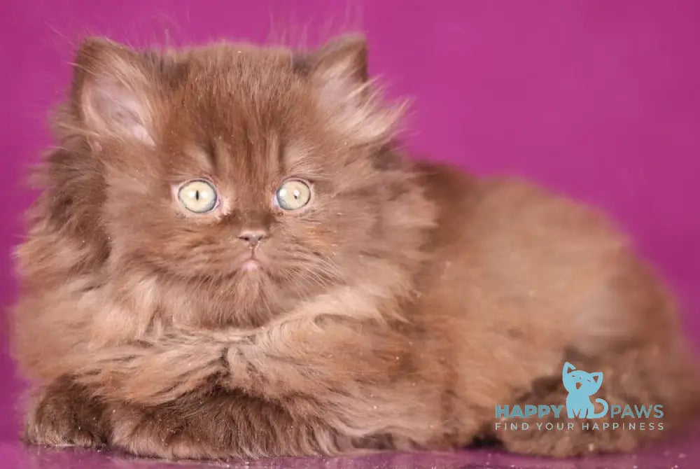 Fluffy British Longhair female chocolate live animals
