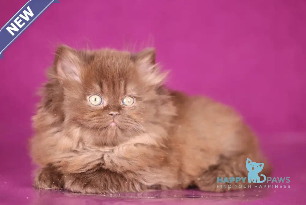 Fluffy British Longhair female chocolate live animals