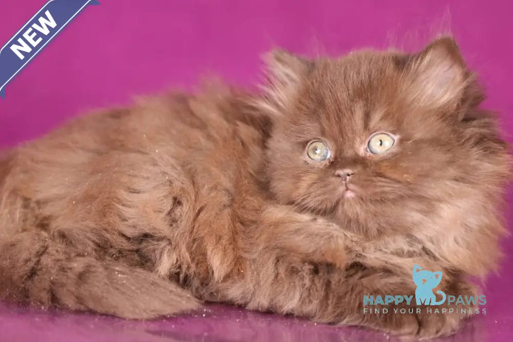 Fluffy British Longhair female chocolate live animals