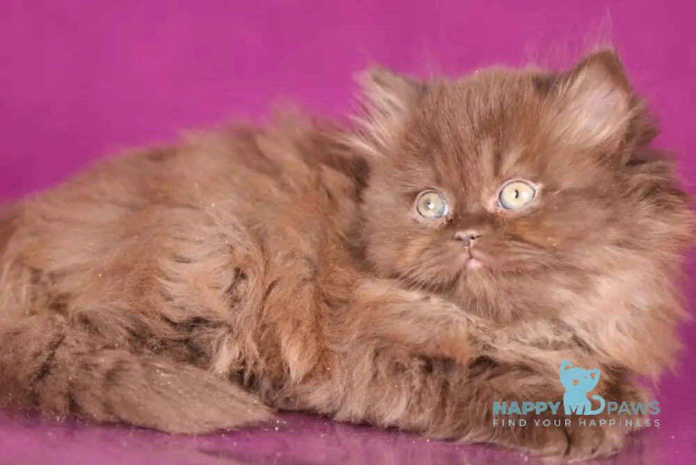 Fluffy British Longhair female chocolate live animals