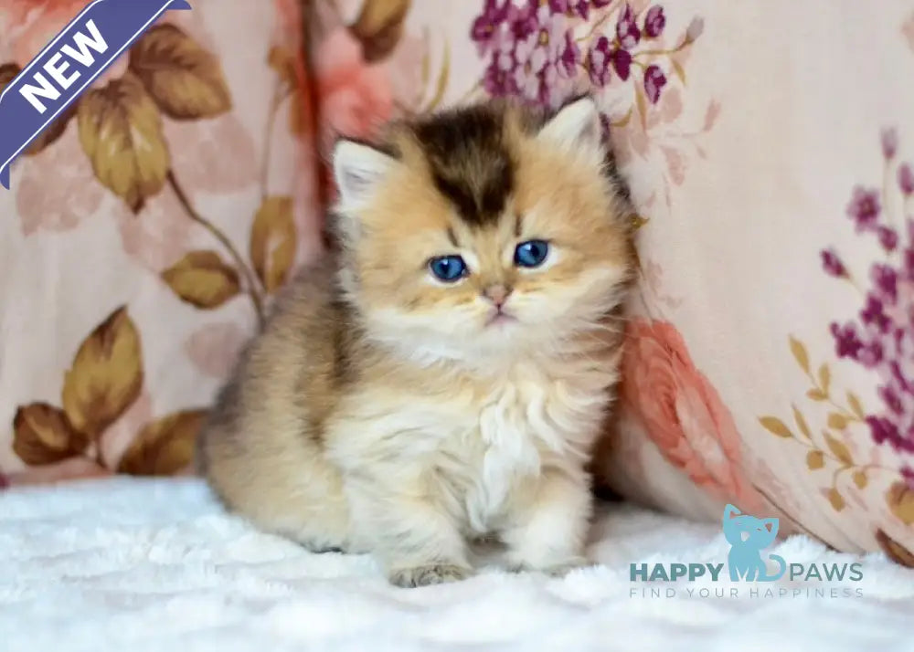 Fluffy British Longhair male black golden ticked tabby live animals