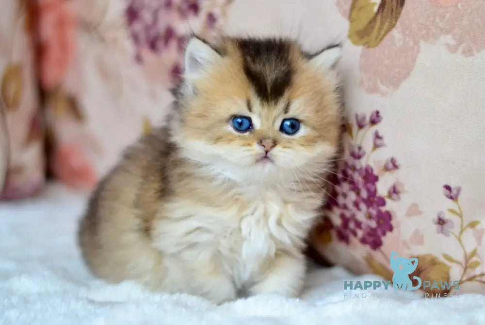 Fluffy British Longhair male black golden ticked tabby live animals