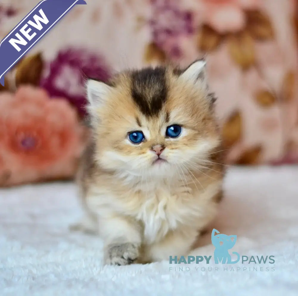 Fluffy British Longhair male black golden ticked tabby live animals