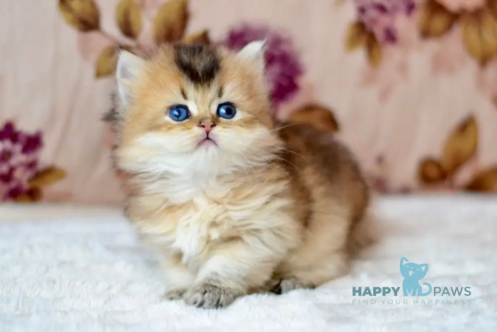 Fluffy British Longhair male black golden ticked tabby live animals
